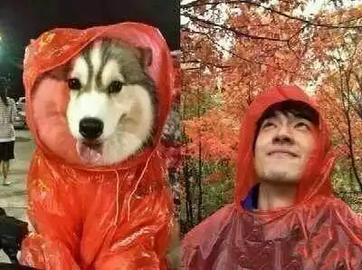  林更新撞脸大狗表情包他还拿来自嘲,一张萌脸太无敌了