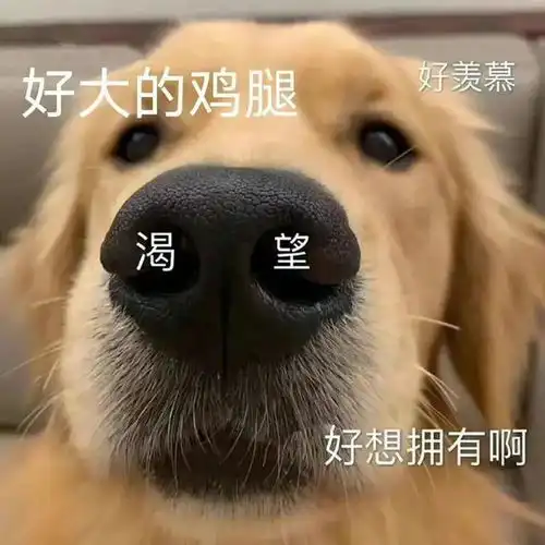 打狗狗表情包狗年