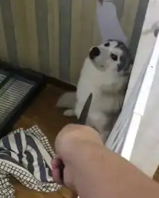 柴犬挨打表情包简单