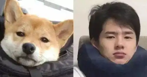  李荣浩自嘲是丑界救星,撞脸猫狗如复制粘贴,昊然弟弟也没能逃过