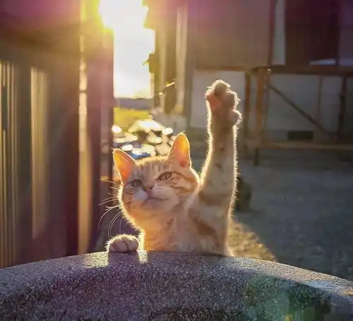 熊猫狗图片表情包动物