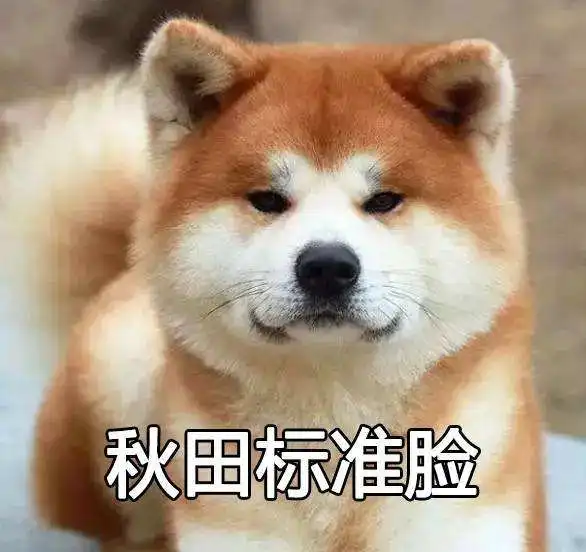  作为柴犬的孪生兄弟,秋田为何不太受欢迎细数秋田的优缺点