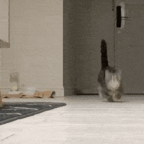 猫表情包gif素材握手