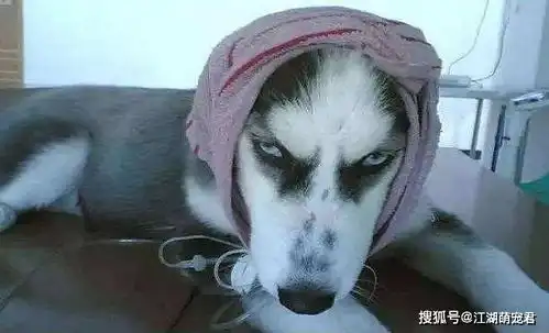  你认为哈士奇很傻真实的它超级聪明
