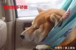  搞怪柴犬,想要销毁黑照合集,活在男友相册里的你