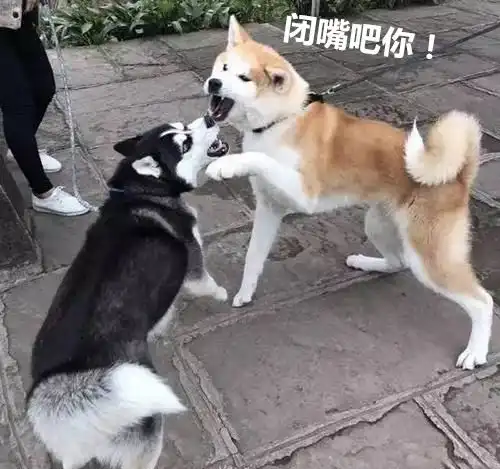  带秋田犬遛弯,遇上一只二哈场面失控,两只狗狗吵了十分钟