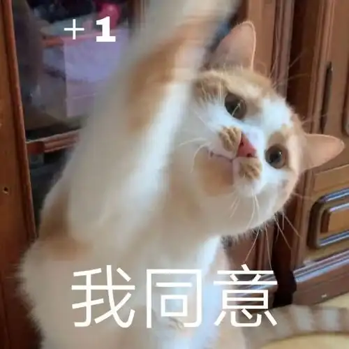  头像表情包丨小猫咪能有什么坏心思呢