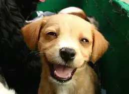 打狗狗表情包爱犬