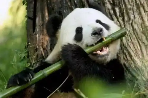 谣言粉碎机丨谁跟你说狗是杂食动物的