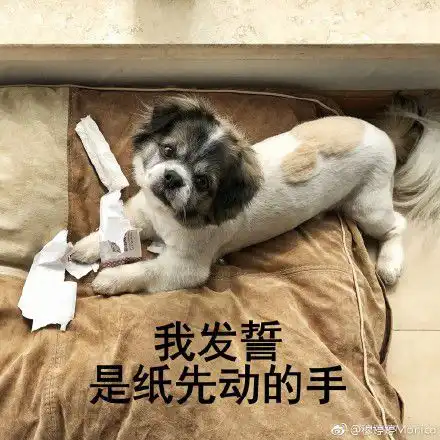  牧狗表情包