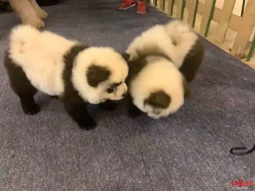  举报有人养熊猫