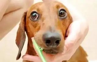  狗狗一听到洗澡竟然摆出这样的姿势,笑喷了.....