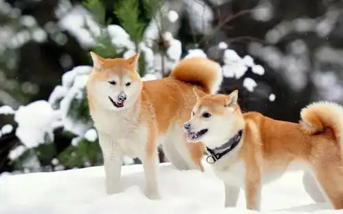  犬类知识百科丨日本国犬秋田犬