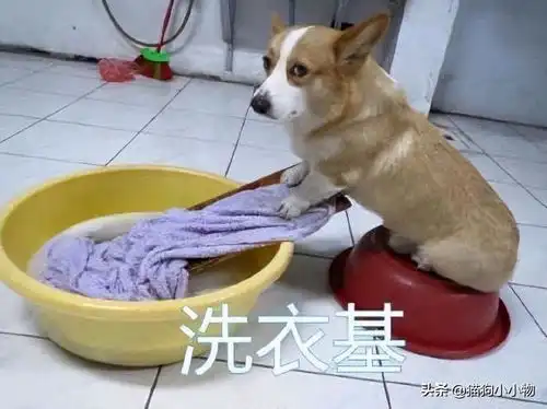  柯基大型双标现场,对主人和其他人有两幅面孔
