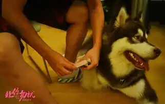 打狗狗表情包王思聪