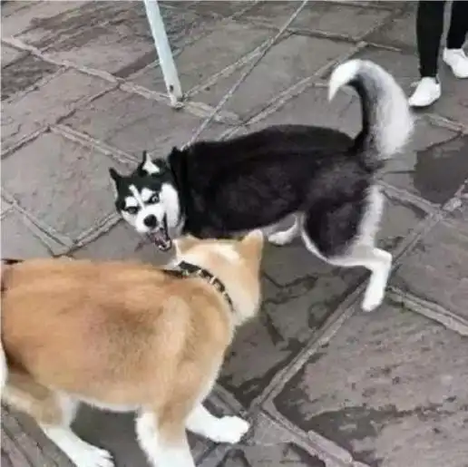 打狗狗表情包秋田犬
