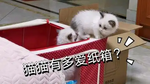  猫咪看完偶像剧对男主人做羞羞的事情,把男主人吓出表情包