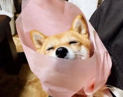  这只狗狗有点呆,被主人装扮成花束竟浑然不知