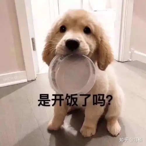  请问这个表情包上的是什么动物啊,好可爱啊