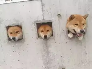  泪目16岁柴犬北登去世,你的表情包里肯定有它...
