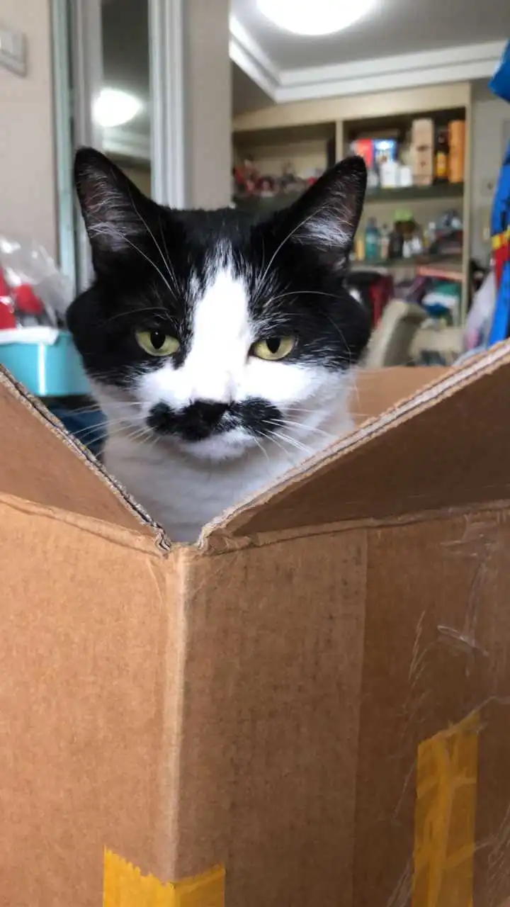  表情养一只奶牛猫是什么感受berry的回答表情