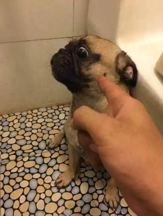  狗犯错后的表情,各个都是戏精,就知道装无辜