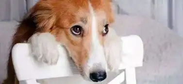  爱犬做错事情摆出内疚的表情,主人心软原谅,狗我演技太好