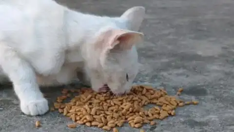 莫得感情的工具猫,不信你看它的表情0