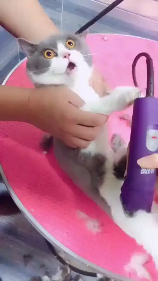  铲屎官对猫咪做了什么竟把猫咪吓出这样的表情