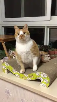  网友说别人的猫咪都是优雅高傲的,为啥我的是这样的