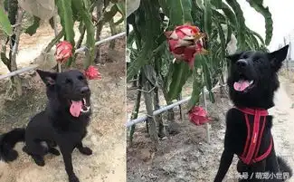  家人建议带去乡下养他霸气拒绝,每晚抱爱犬玩还睡在一起