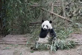 熊猫狗图片表情包小熊猫