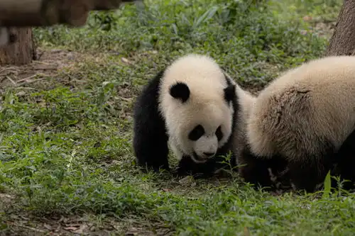 熊猫狗图片表情包幼崽