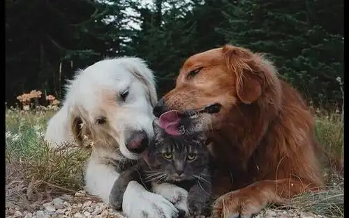  两只狗狗抱着猫咪舔毛,它一脸生无可恋的表情让我走好不好
