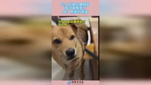 cheese狗子表情包狗狗