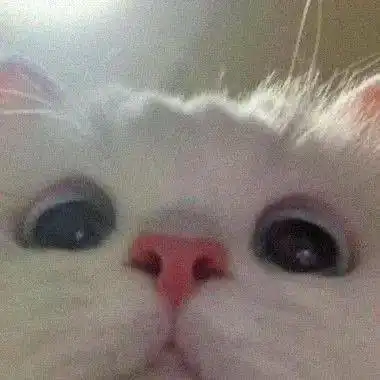  猫猫狗狗表情包