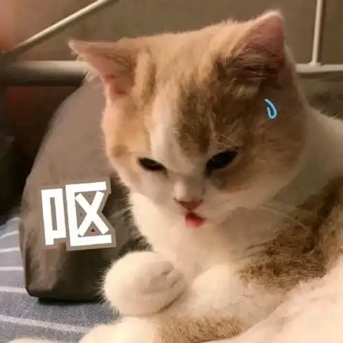 老婆表情包图片可爱幽默