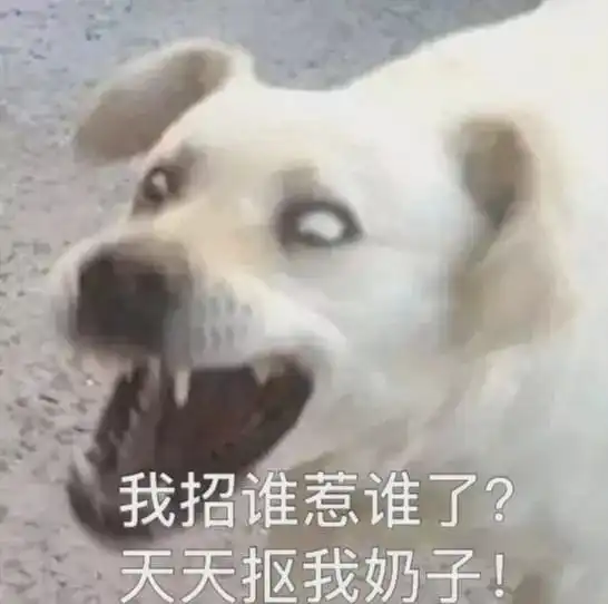  卧槽,公狗竟然有乳头还...这么多