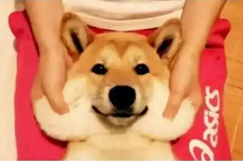  铲屎官算计自家狗狗,竟如此花式虐狗,柴犬表情笑翻网友