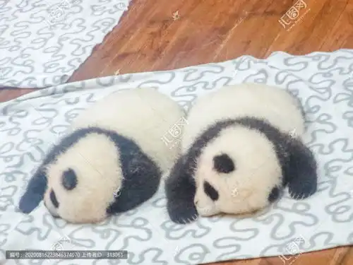  熊猫幼崽图片素材下载动物摄影素材下的陆地动物图片素材