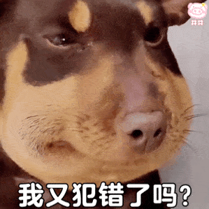  沙雕肿脸狗表情包