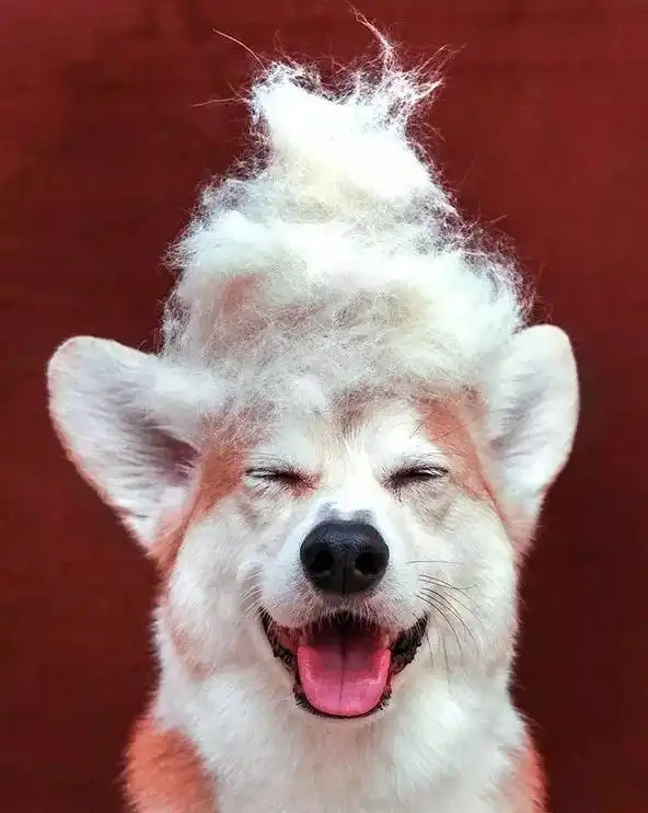  威尔士柯基犬,笑容阳光成职业模特,你羡慕吗