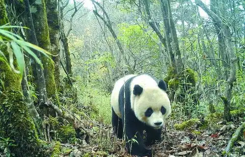  熊猫名字的由来,你真的了解吗看完涨知识了建议收藏