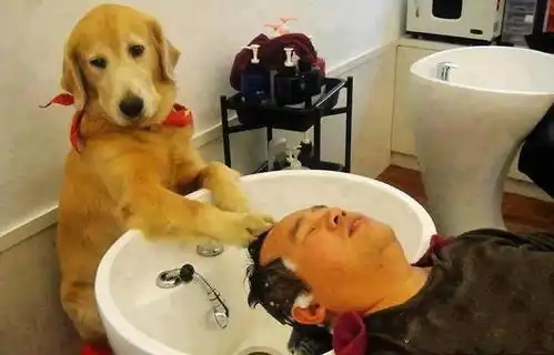  女子带猫咪去宠物店理发,中途进去查看,却笑到停不下来