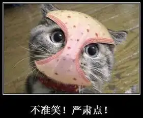  新闻哥大姐,装疯卖傻是需要智商的
