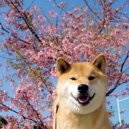  柴犬看着镜中的自己,会心一笑,没错,我就是最帅的汪