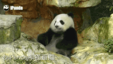  独家揭秘熊猫是如何从熊孩子成长为丐帮少主