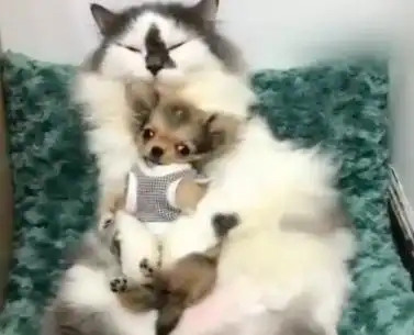  被猫老大抱着睡觉吉娃娃我怎么觉得有点心慌慌