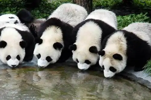 熊猫狗图片表情包武功
