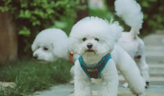  能让人养上瘾的6种狗狗,每只都有自己的特色